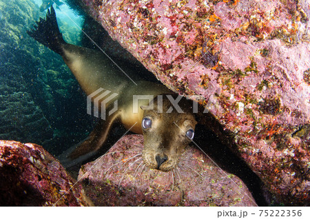 カリフォルニアアシカ 75222356