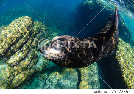 カリフォルニアアシカのボス カリフォルニアアシカのボス 75222365