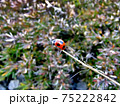 てんとう虫 75222842