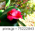 山茶花 75222843
