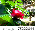 山茶花 75222844