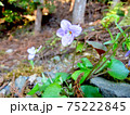 スミレ 75222845