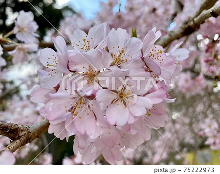 アメリカ ノースカロライナの桜 アメリカ ノースカロライナの桜 75222973