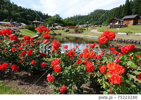 バラ 薔薇 ばら 東沢バラ公園 バラ 薔薇 ばら 東沢バラ公園 75223280