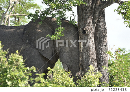 アフリカで悩むゾウ 75223458