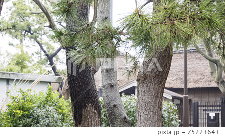 神奈川県横浜市金沢区旧伊藤博文別邸の早春 75223643