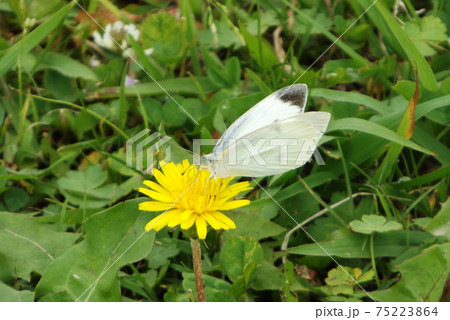 タンポポの蜜を吸うモンシロチョウ 75223864