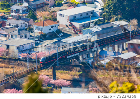 （静岡県）自粛された、河津桜まつり　乗客少ない特急電車 75224259