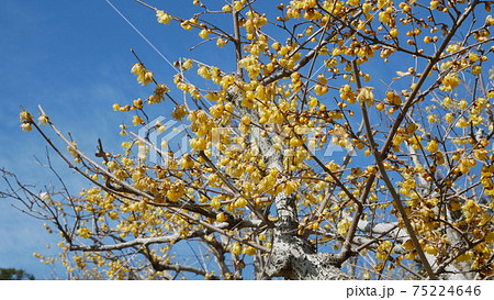 美しく咲く冬の花 ロウバイ 美しく咲く冬の花 ロウバイ 75224646