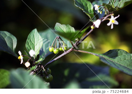 野草 アメリカイヌホウズキの花と若い実 野草 アメリカイヌホウズキの花と若い実 75224684