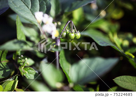 野草　アメリカイヌホウズキの花と若い実 75224685