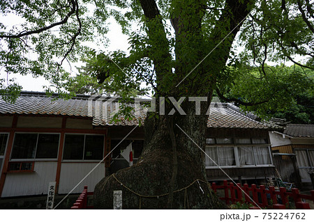 杵築市　奈多海岸・奈多宮 75224762