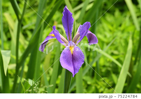 薄紫色の花を咲かせた花菖蒲の花をクローズアップで撮影した写真 薄紫色の花を咲かせた花菖蒲の花をクローズアップで撮影した写真 75224784