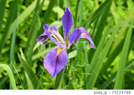 薄紫色の花を咲かせた花菖蒲の花をクローズアップで撮影した写真 薄紫色の花を咲かせた花菖蒲の花をクローズアップで撮影した写真 75224788