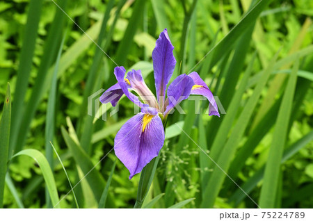 薄紫色の花を咲かせた花菖蒲の花をクローズアップで撮影した写真 75224789
