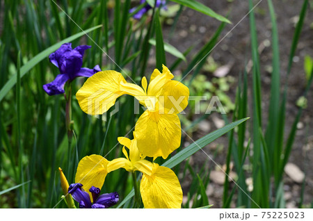 黄色の花を咲かせたキショウブと推定される植物を撮影した写真 75225023