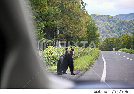 知床で見かけたヒグマ 75225069