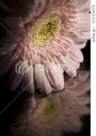 鏡の上にピンク色のガーベラの花があります。 75225070