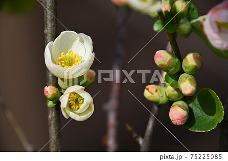 ボケ(木瓜) ボケ(木瓜) 75225085