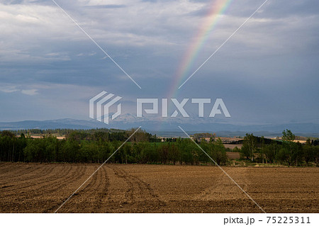 春の美瑛の丘 大雪山と虹の風景 春の美瑛の丘 大雪山と虹の風景 75225311
