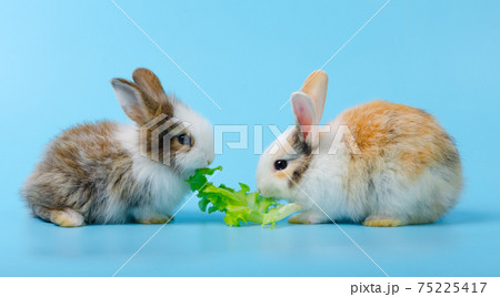Two little rabbits eating lettuce vegetable together on blue background. Two little rabbits eating lettuce vegetable together on blue background. 75225417