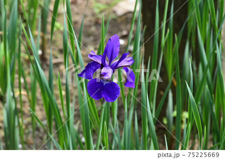 青色の花を咲かせたあやめと推定される植物を撮影した写真 青色の花を咲かせたあやめと推定される植物を撮影した写真 75225669