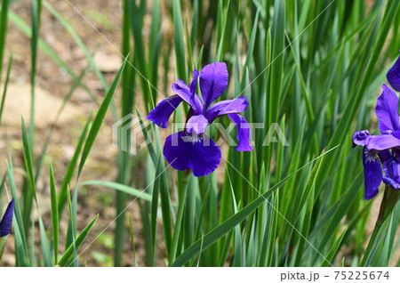 青色の花を咲かせたあやめと推定される植物を撮影した写真 75225674