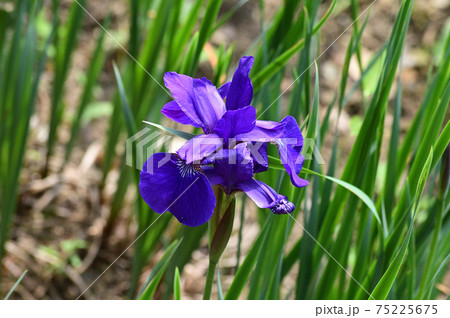 青色の花を咲かせたあやめと推定される植物を撮影した写真 75225675
