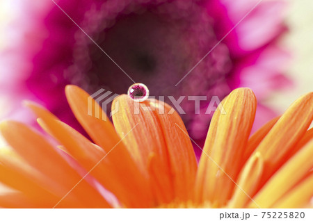オレンジ色のガーベラの花びらの上に水滴があります の写真素材