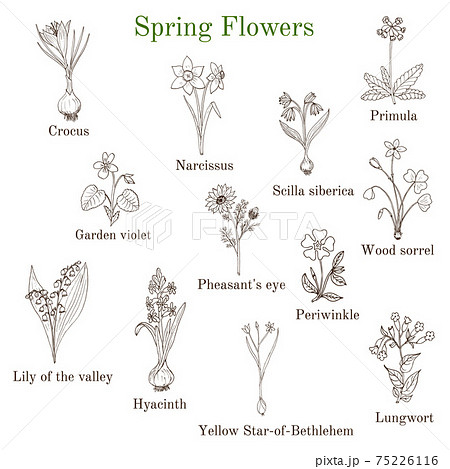 Spring flowers set 75226116