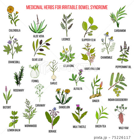 Best herbs for irritable bowel syndrome IBS 75226117