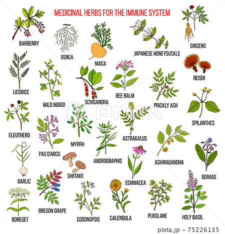 Best medicinal herbs for the immune system 75226135