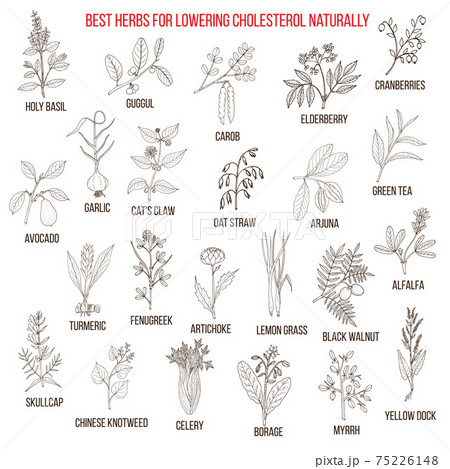 Best medicinal herbs for lowering cholesterol Best medicinal herbs for lowering cholesterol 75226148