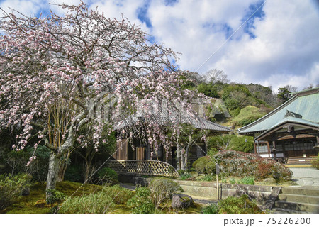 海蔵寺の枝垂れ梅 75226200