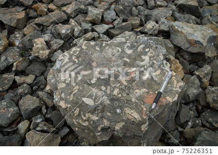 Frickの化石発掘地 75226351