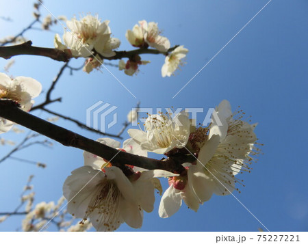 青空と白い梅の花 青空と白い梅の花 75227221