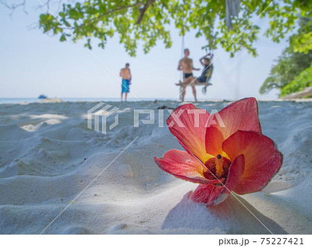 砂浜に落ちた赤いオオハマボウの花 (タチャイ島、タイ王国、2014年) 砂浜に落ちた赤いオオハマボウの花 (タチャイ島、タイ王国、2014年) 75227421