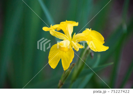 キショウブの花 (横浜、神奈川県) キショウブの花 (横浜、神奈川県) 75227422