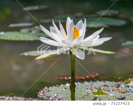 池に咲く蓮の花 ペルダナ植物園 クアラルンプール マレーシア の写真素材
