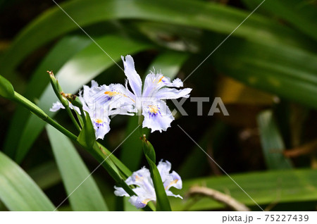 黄色と青の斑点模様があるシャガの白い花をクローズアップで撮影した写真 75227439