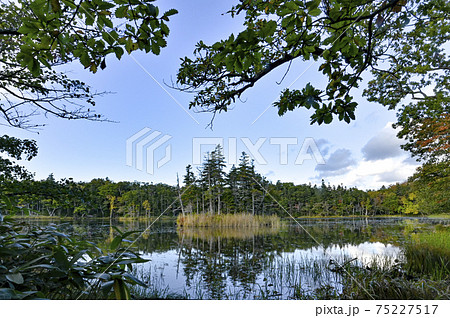 秋の知床五湖 北海道 秋の知床五湖 北海道 75227517