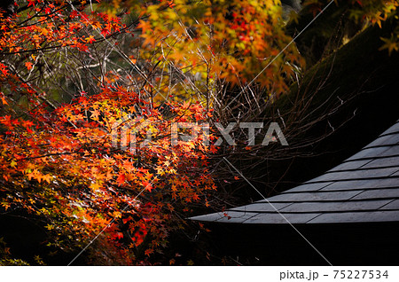 明石寺の紅葉 明石寺の紅葉 75227534