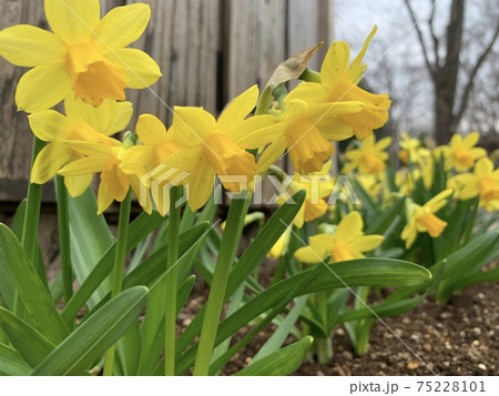 春を待つスイセン 春を待つスイセン 75228101