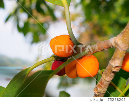 熱帯の離島の木に生るオレンジ色の実 (スリン島、タイ王国) 75228205