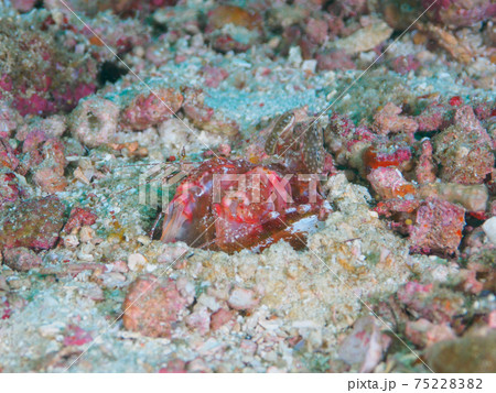 巣穴に潜むトラフシャコの仲間(Lysiosquillina lisa) (シミラン諸島、タイ王国) 75228382