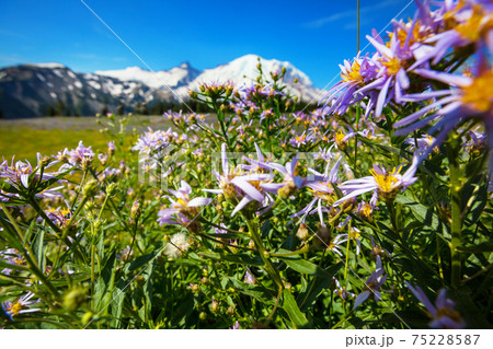 Mountain meadow 75228587