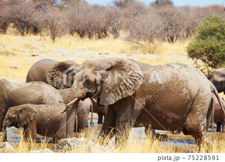 Elephant Elephant 75228591