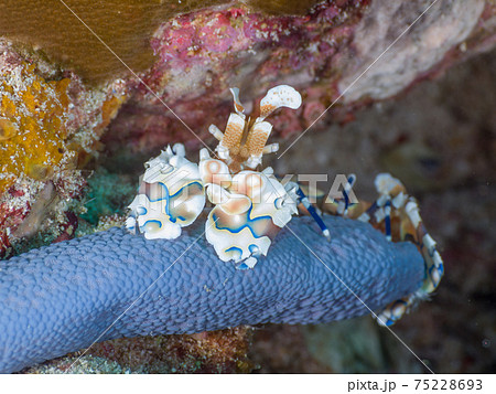 ヒトデを食べるフリソデエビのペア (リチェリューロック、スリン海洋国立公園、タイ王国) 75228693