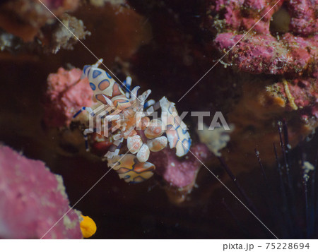 岩陰に潜むフリソデエビ (リチェリューロック、スリン海洋国立公園、タイ王国) 75228694