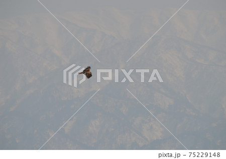 トビ  Milvus migrans 75229148